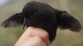 Worlds Smallest Flightless Bird  Inaccessible Island rail [upl. by Merta]