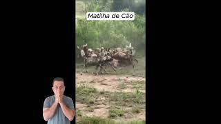 MATILHA DE CÃO SELVAGEM Vs ANTÍLOPE  SJLeandro animals dog [upl. by Leamse]