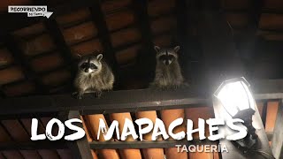 Cenando con Mapaches en Puerto Vallarta [upl. by Conni]