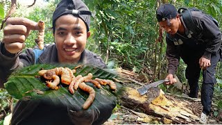 Searching for Beetle Larvae to Catch Big Fish [upl. by Eadmund976]