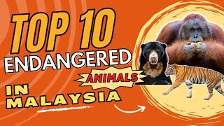 10 Endangered Animals in Malaysia🐅  Extinction Species🦧  Animal Protection🐘 [upl. by Cohl319]