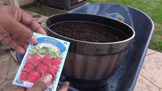 Testing Out DollarTree 25 Cent Vegetable Seeds Sowing to First Sprouts [upl. by Vanni]