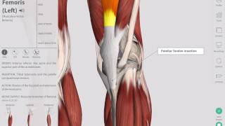 Deep Tendon Reflexes  Complete Anatomy [upl. by Mateya]