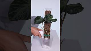 Philodendron Verrucosum on Moss Pole plantcare houseplants plants [upl. by Alih805]