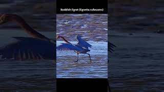 Amazing Dance while Fishing Thats Reddish Egret 🏝️🌊🏝️ reddishegret nature [upl. by Broome]