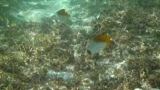 Butterfly Fish in Guam [upl. by Engedus]