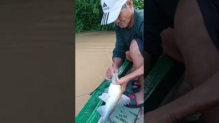 sambaran ikan baung mancing [upl. by Adekam]