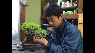 Incomparable restyling  Before and after for twelve bonsai trees  by Naoki Maeoka [upl. by Jedlicka]