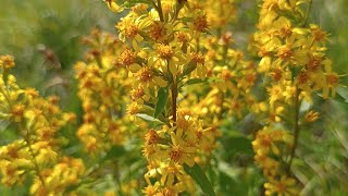 VERGA DORO  GOLDENROD  Solidago virgaurea L subsp virgaurea  Asteraceae [upl. by Larrabee732]