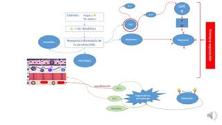 ASMA fisiopatología [upl. by Ruford]