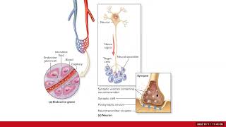 Endocrine System Ch17 Review [upl. by Daugherty]