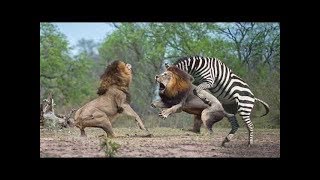 사자 vs 얼룩말 엄청난전투 Lion vs Zebra [upl. by Brie97]