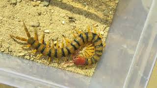 Centipede Feeding Time [upl. by Herbie]