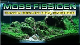 MENANAM MOSS SECARA EMERSEDDSM  FISSIDEN FONTANUS [upl. by Ludlew133]