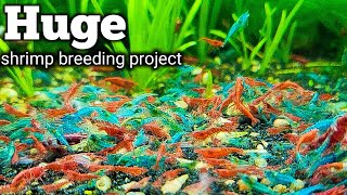 HUGE 10000 Shrimp Breeding Project [upl. by Robbins]