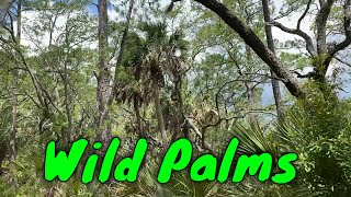 Wild Saw and Sabal palmettos [upl. by Harihs91]