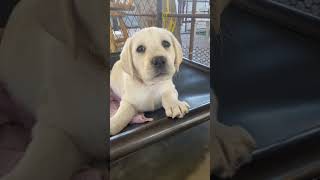 The Cutest Labrador Puppies Ever Pt 3 [upl. by Fons985]