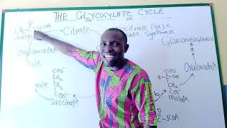 GLYOXYLATE CYCLE its theoretical explanation and metabolic pathway ADRENALINE D BAZUKA PROPHET [upl. by Eirehc649]