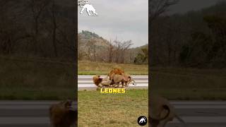 2 Leones Atacan a Su Rival  short animales animalessalvajes [upl. by Merrily]