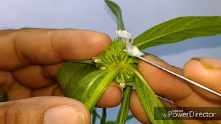 Lamiaceae Leucas taxonomic workout Botany [upl. by Eelanna]