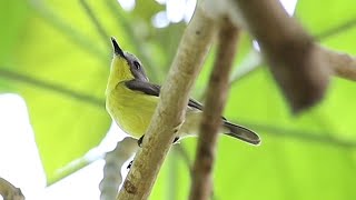 Goldenbellied Gerygone Birdsong [upl. by Aneeuqal]