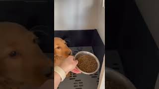 Gentle Newfoundland puppies share their meal with resident chickens [upl. by Jereld]