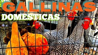 LAS RAZAS DE GALLINAS DE COLORESY GALLINA COPETONA Y CONEJOS 2021 [upl. by Yona]