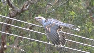 Young Channel Billed Cuckoo harassing surrogate Mum a Pied Currawong [upl. by Aerbua]