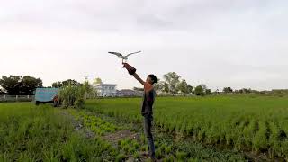 Free Fly Black Winged Kite Brahminy Kite [upl. by Aloivaf]