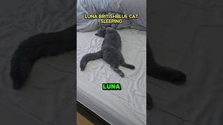 Luna Britishblue Shorthair Cat Sleeping All Day cat britishblue shorts [upl. by Moht]