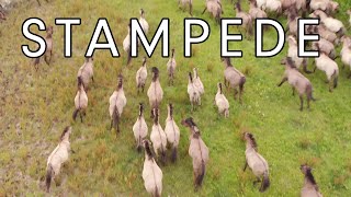 Stampeding konik horses in Horsterwold Forest [upl. by Notna77]