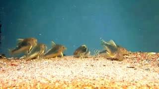 Corydoras gossei [upl. by Cullan592]