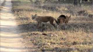 Indian Wild Dogs marking their territory [upl. by Petite]