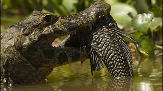 Amazon ascension  Spectacled caiman hunts payara [upl. by Aynas]