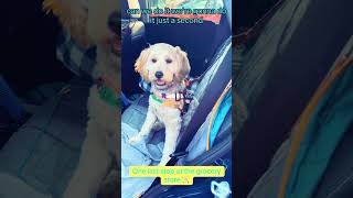 Service dog training with 7 month old Golden doodle Mira [upl. by Nosnaj]