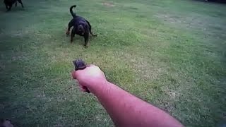 Body camera records Florida deputy shooting residents dog [upl. by Guadalupe]