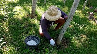 FERTILIZING FALCATA TREE  Manong Tonio [upl. by Ahseenat]