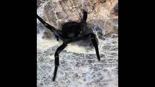 Shes Ebeneezer Goode Velvet spider Gandanameno sp [upl. by Aikimat470]