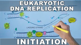 DNA Replication In Eukaryotes  Initiation [upl. by Yun]