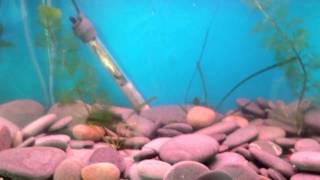 Zebra Danio Breeding  Laying eggs [upl. by Robbins]