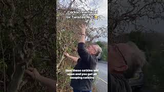 Corylus avellana Contorta twisted Hazel corkscrew Hazel [upl. by Letreece59]