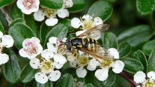 Cotoneaster Dammeri Bonsai in Bloom [upl. by Ellecrag]