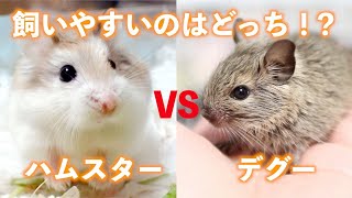 デグーdeguとハムスター！飼いやすいのはどっち！？仁義なき13本勝負 [upl. by Sexela4]