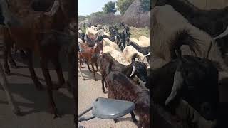 Goats Are Going to forest for Eating grass II viral goatlings trend [upl. by Aniryt]