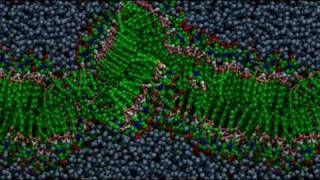 Bilayer formation through molecular selfassembly [upl. by Browning]