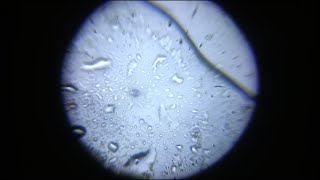 Mikroorganisma bergerak dalam air Microorganism move under water using FOLDSCOPE [upl. by Ahsemed820]