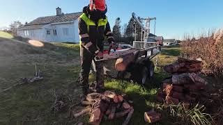 Cutting old roots for firewood [upl. by Shorter]