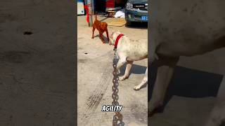 Dogo Argentino Vs Pitbull pitbull shorts ytshorts shortsvideo dogoargentino [upl. by Durand507]