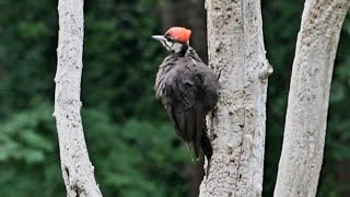 woodpecker pecking wood woodpecker wildbird wildlife wildanimals Birds birdsounds Nature [upl. by Rudolf]