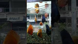 Discus shorts discus fish aquarium aquascape fishtank viralshort viralvideo trending [upl. by Derek]